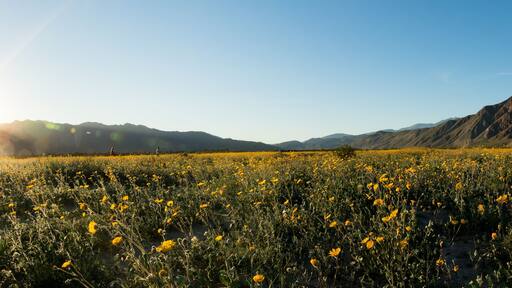 Anza Borrego Wild Flowers