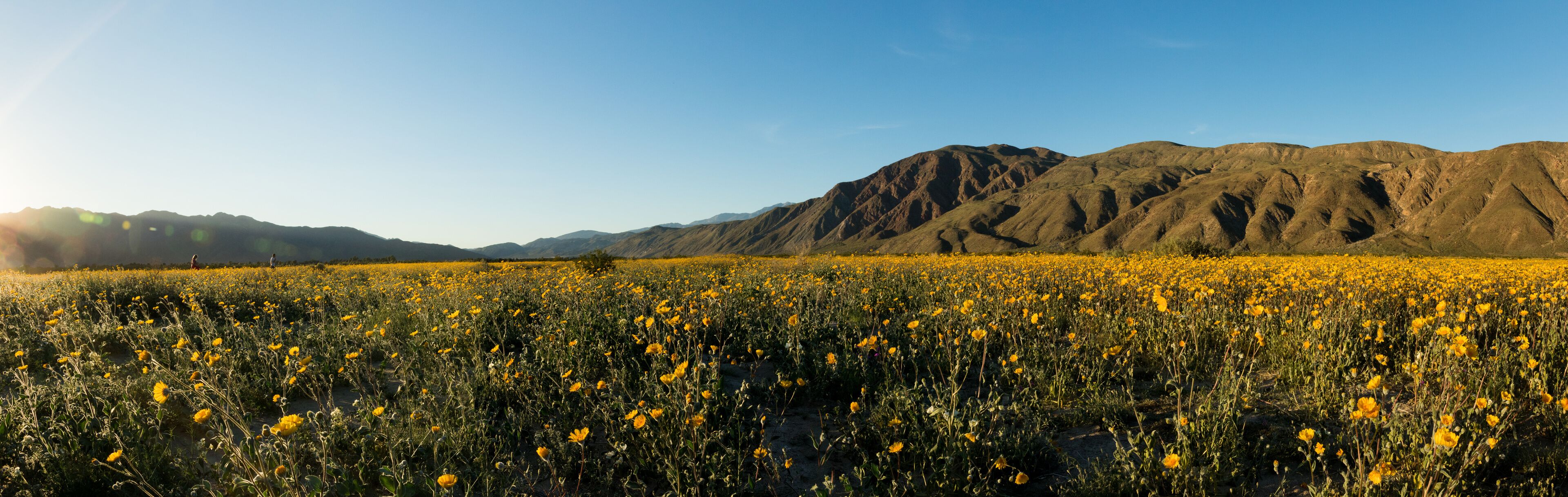 A field of yellow flowers with mountains in the background.