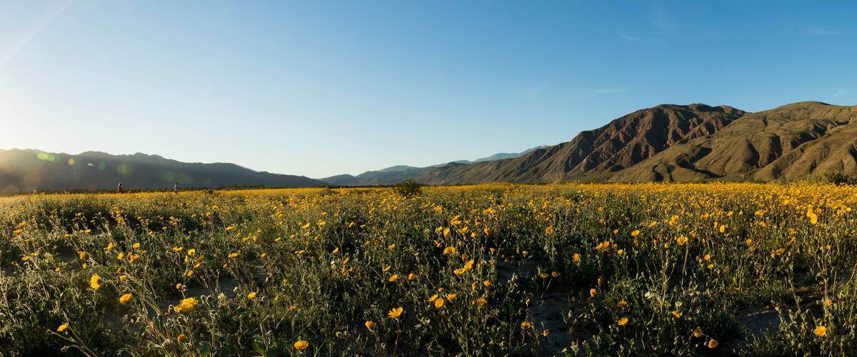 A field of yellow flowers with mountains in the background.