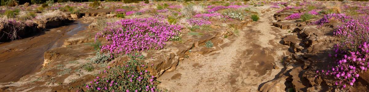 Anza Borrego Desert spring blooms, California