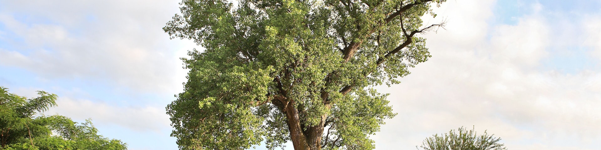 The tree in the middle of the road