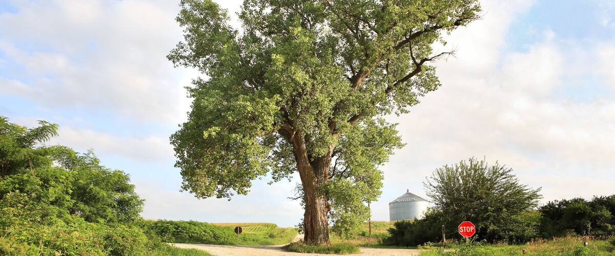 A dirt road with a stop sign, a large tree, and a silo in the background.