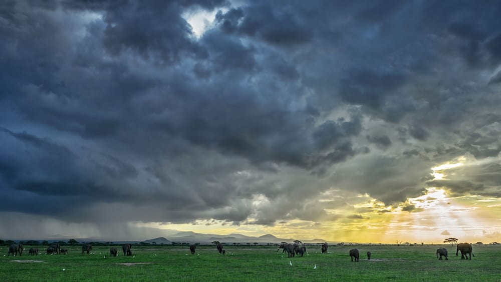 African Bush Elephant - Loxodonta africana, iconic member of African big five, Amboseli, Kenya.