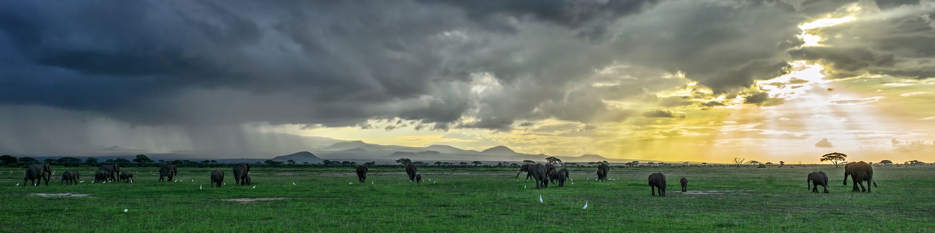 African Bush Elephant - Loxodonta africana, iconic member of African big five, Amboseli, Kenya.