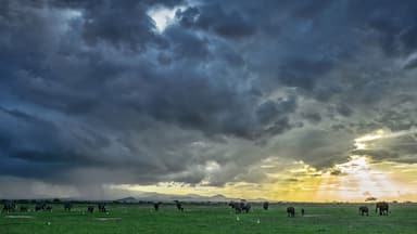 African Bush Elephant - Loxodonta africana, iconic member of African big five, Amboseli, Kenya.