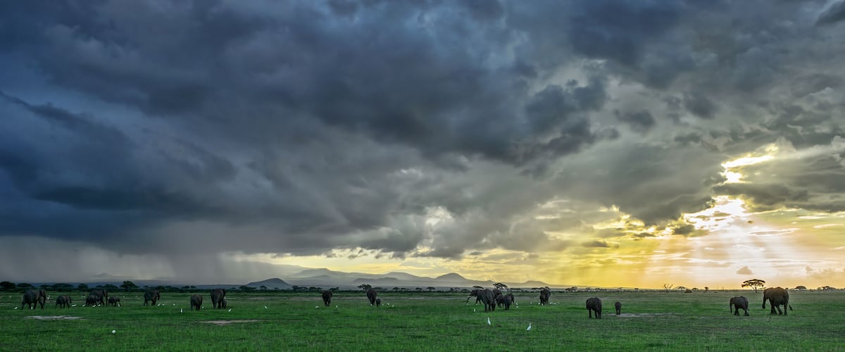 A grassy field with elephants and birds under a cloudy sky.