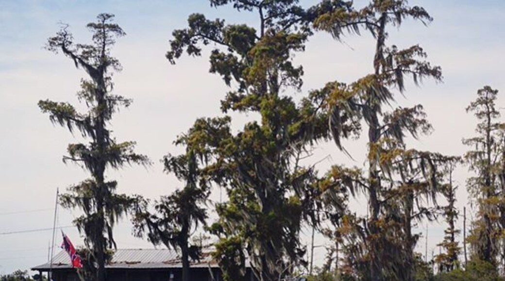 #swamp #shack #Manchac #Louisiana ... I love those #creepy #trees