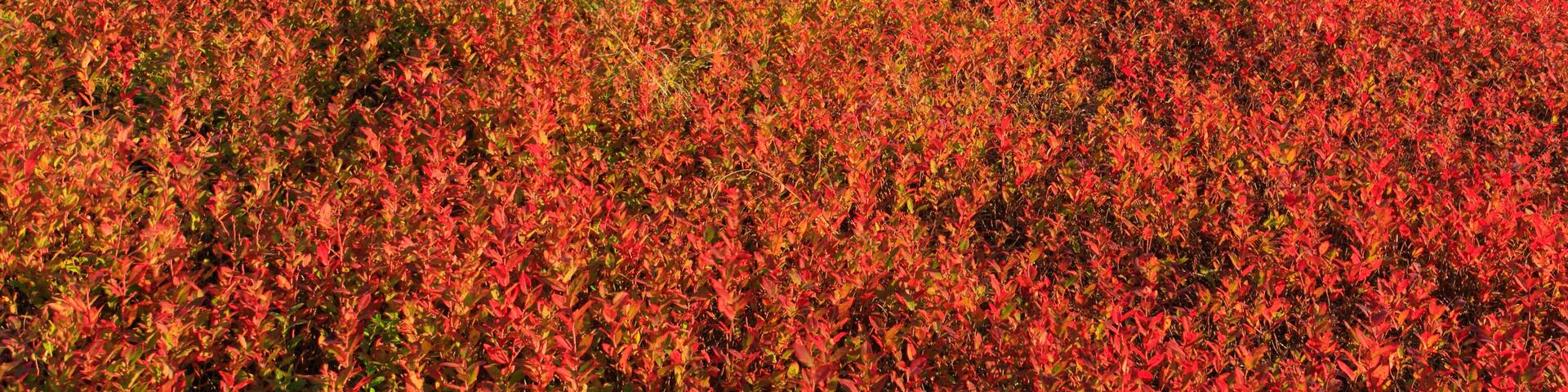 D226MY Blueberry Bald, Appleton, Maine, USA