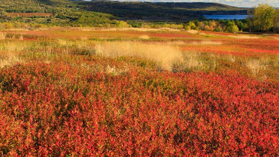 A field of red berries, a lake, and hills in the background.