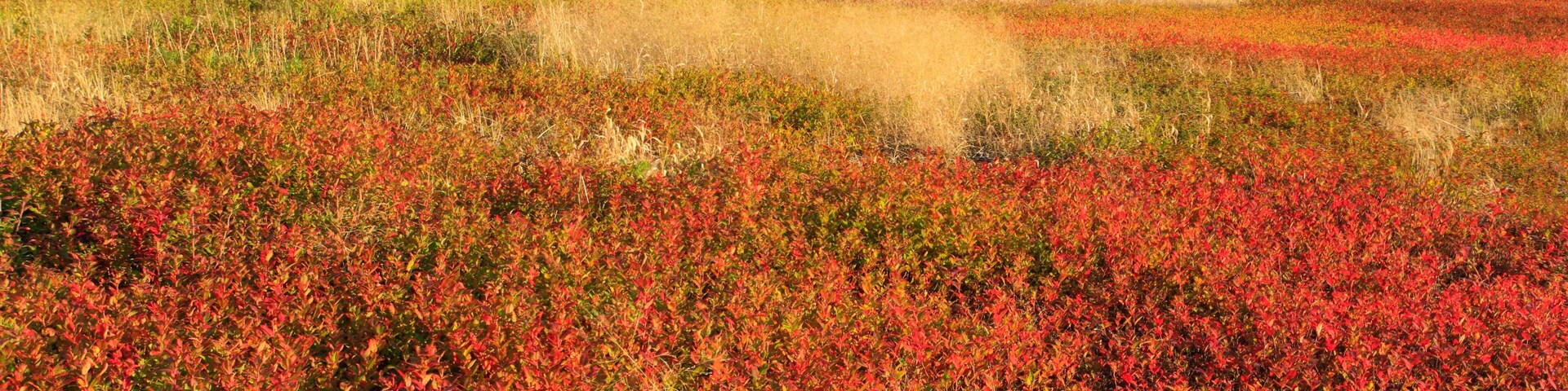 A field of red berries, a lake, and hills in the background.