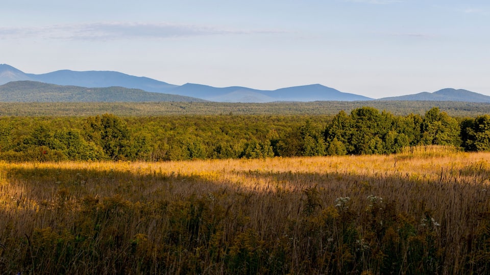 A vast field with tall grasses and a forested area with mountains in the background.