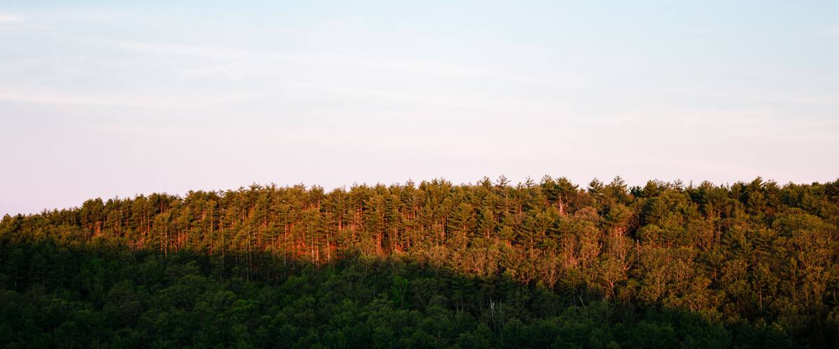 A dense forest with a clear sky.