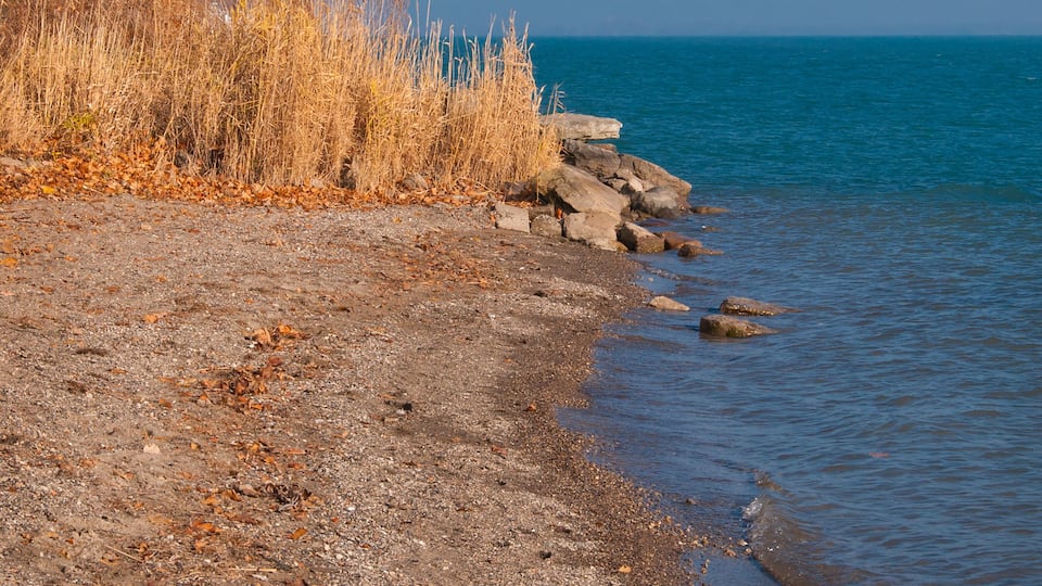 A rocky shoreline with dry grass and a clear blue sky.