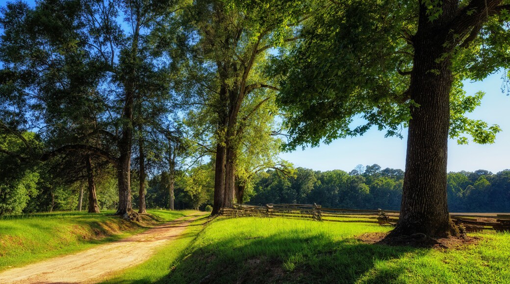 Dirt road along the Natchez Trace Parkway in Mississippi.