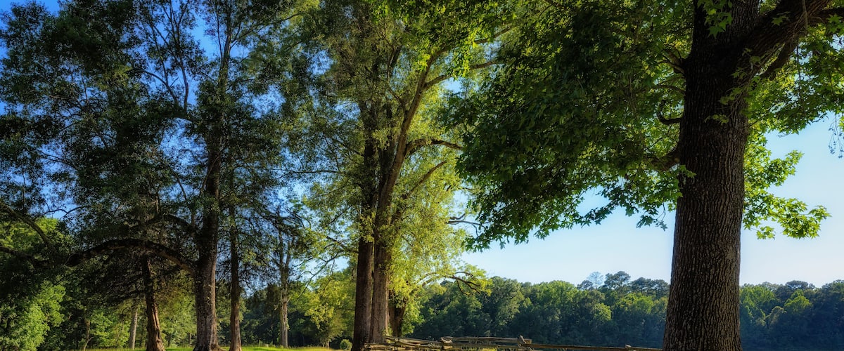 Dirt road along the Natchez Trace Parkway in Mississippi.