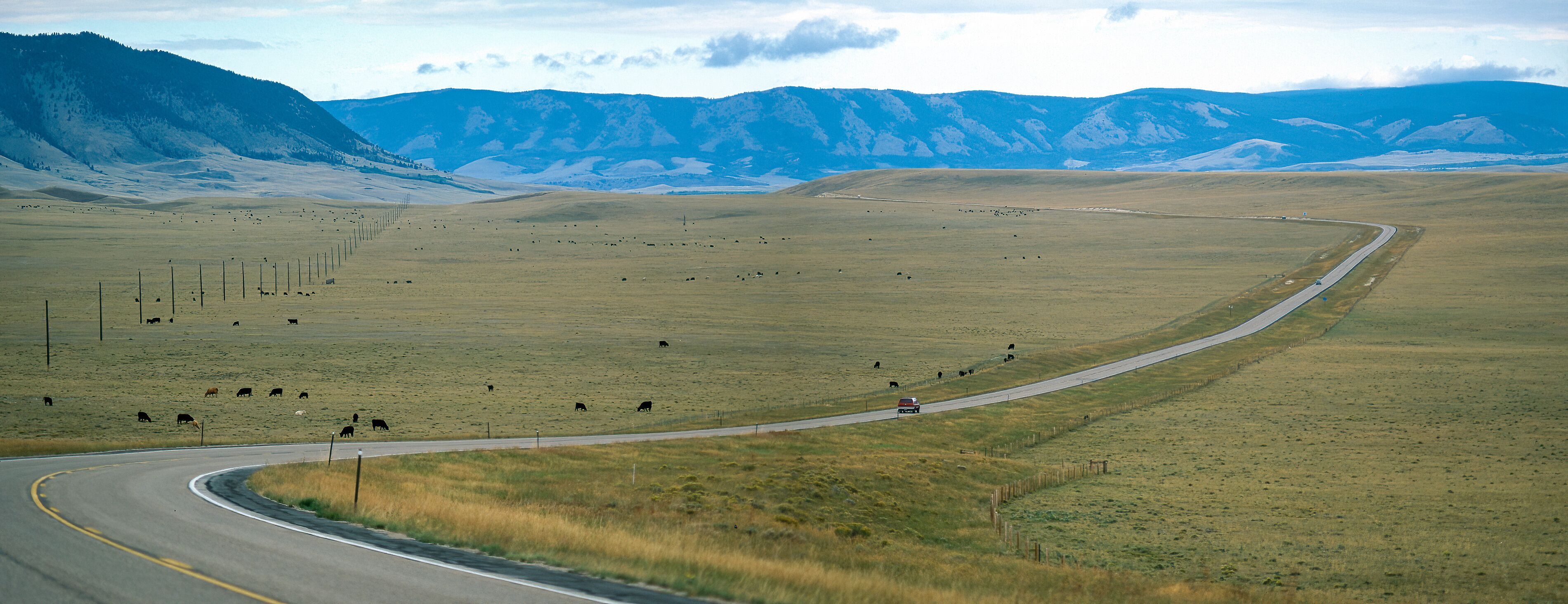 Highway and herd of cows in the Wyoming Highlands, USA