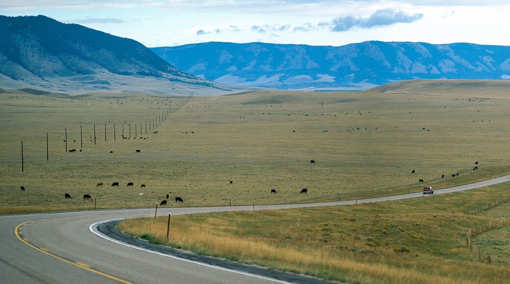 Highway and herd of cows in the Wyoming Highlands, USA