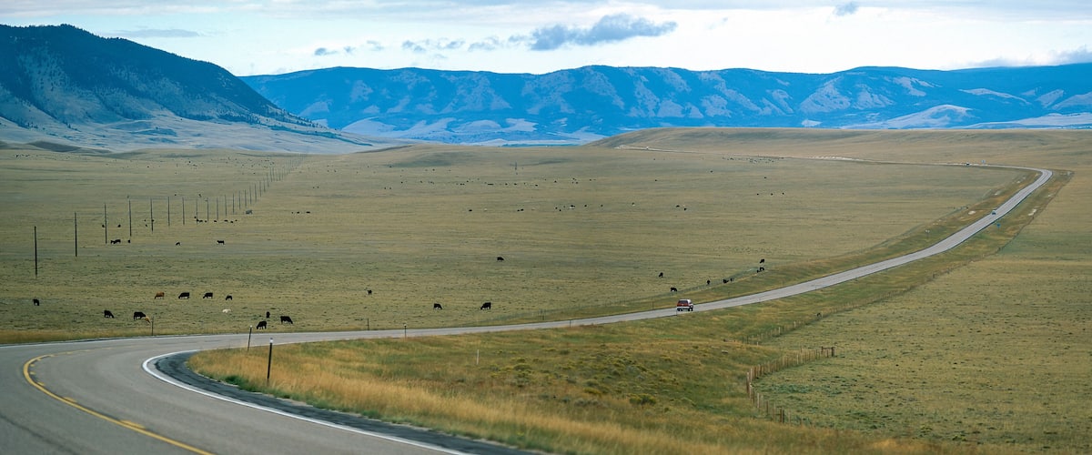 Highway and herd of cows in the Wyoming Highlands, USA