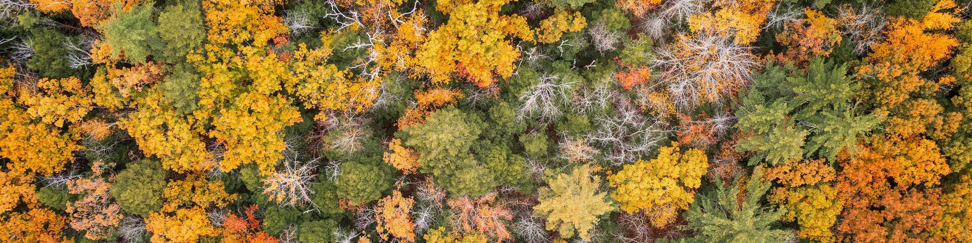 Aerial view of vibrant autumn foliage in dense forest, Amherst, New Hampshire, United States.