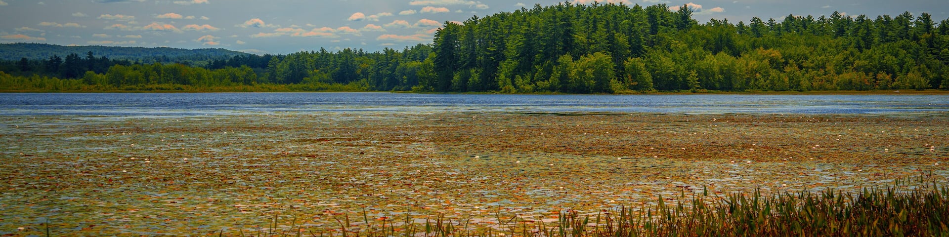 Turkey Pond autumn landscape with water plants and white clouds in the blue sky at NH Audubon Massabesic Center forest park in Auburn, New Hampshire—a serene wetland scene framed by forest and sky.