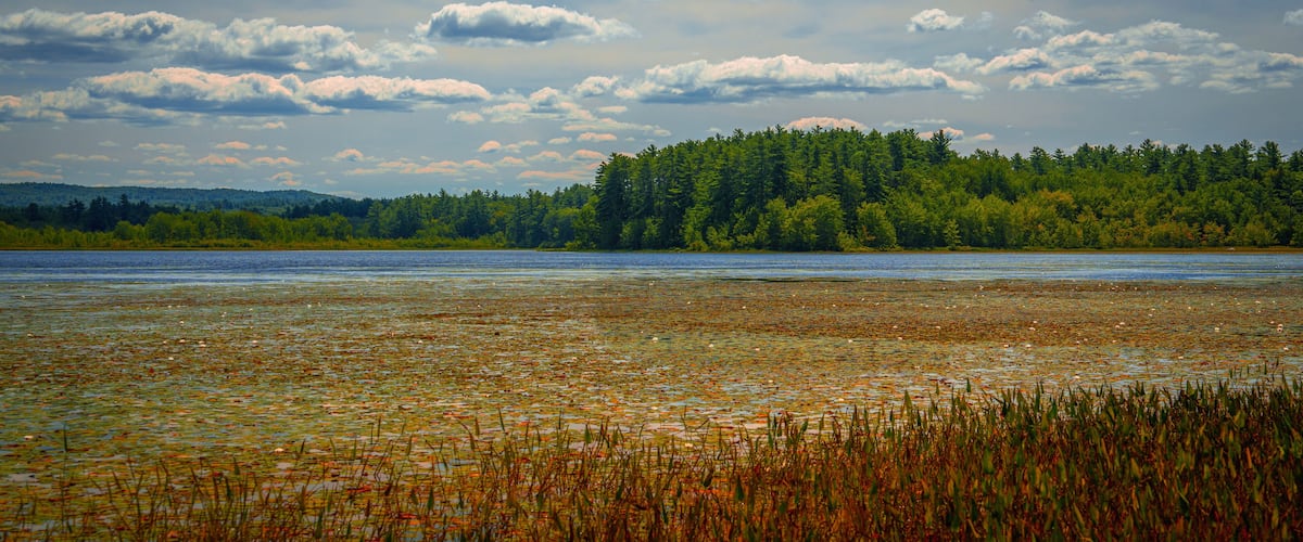 A lake surrounded by dense forest and a cloudy sky.