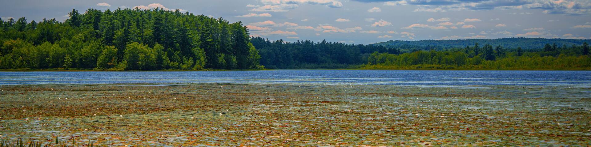 A lake with lily pads and reeds, surrounded by dense forest and a cloudy sky.