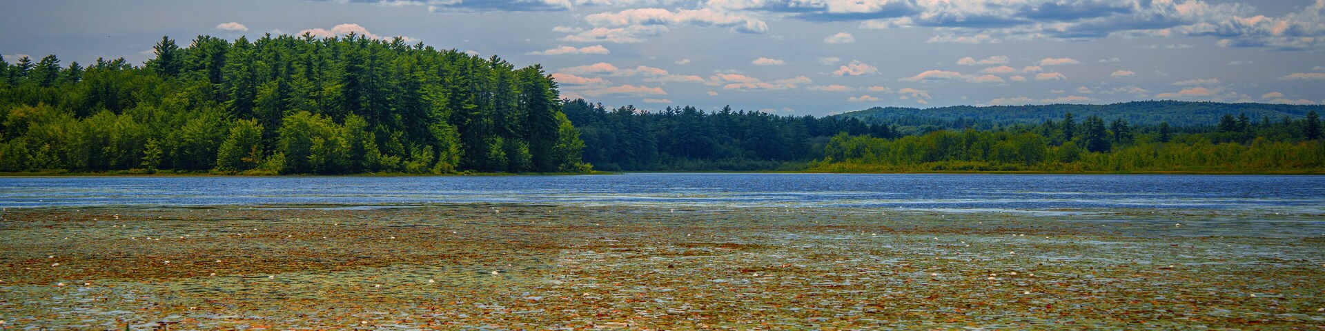 A lake with lily pads and reeds, surrounded by dense forest and a cloudy sky.