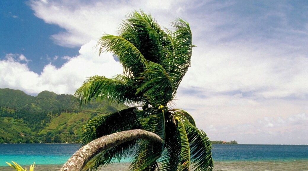 Palm tree lying on a beach, Cook's Bay, Moorea, French Polynesia