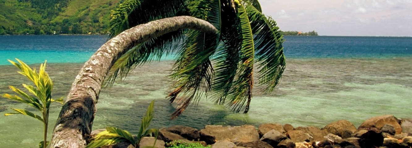 Palm tree lying on a beach, Cook's Bay, Moorea, French Polynesia