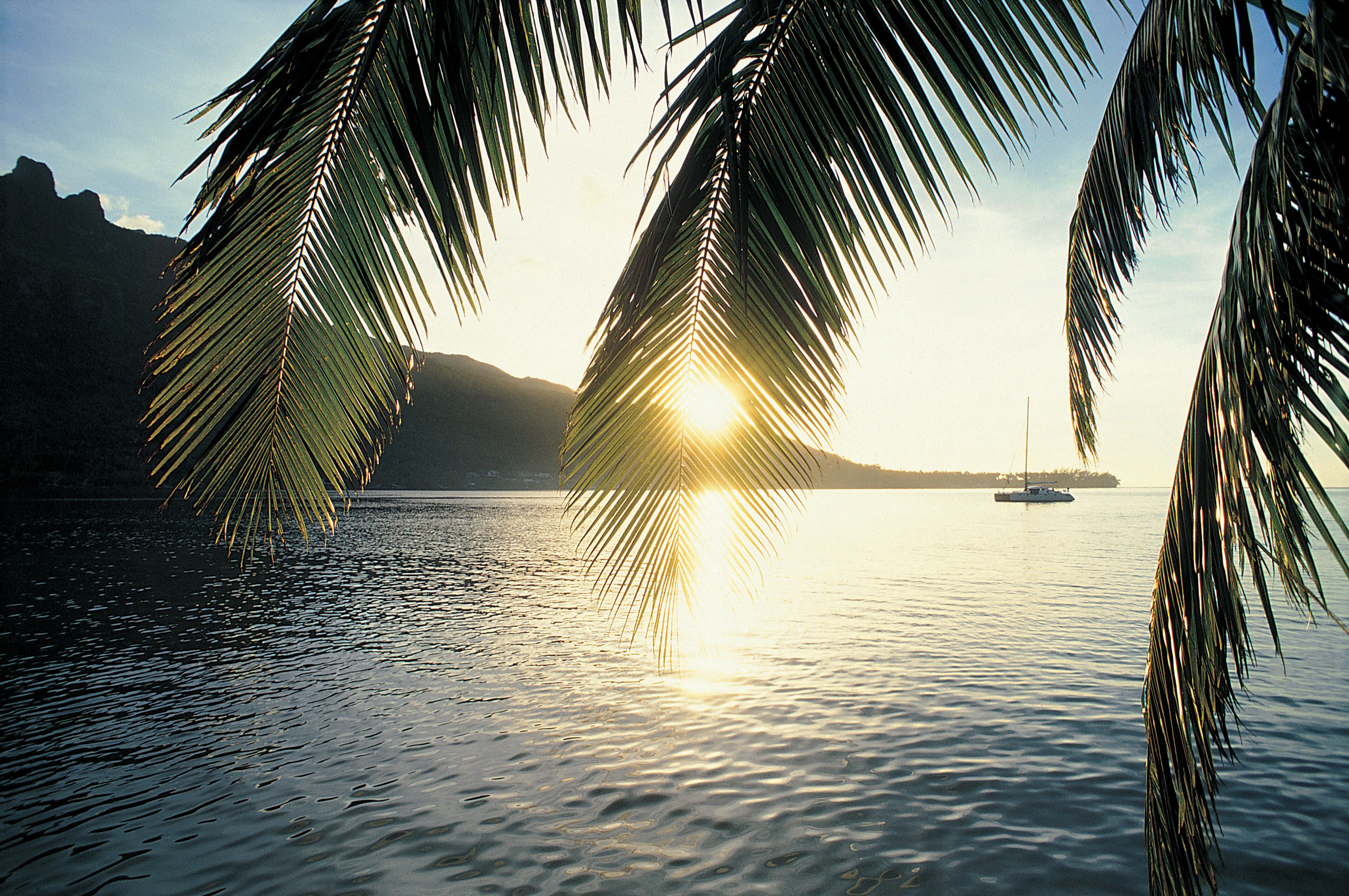 A sunset over calm water with palm trees and a distant sailboat.