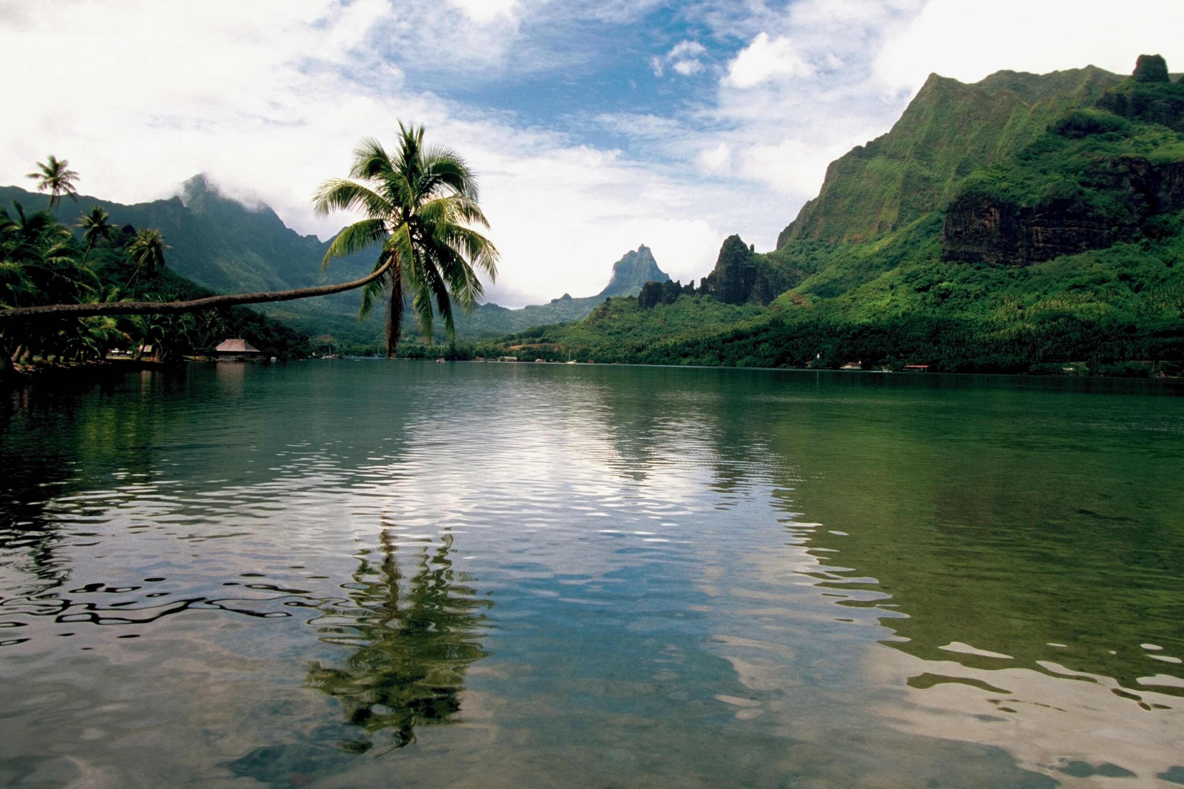Palm tree leaning over the water, Cook's Bay, Moorea, French Polynesia