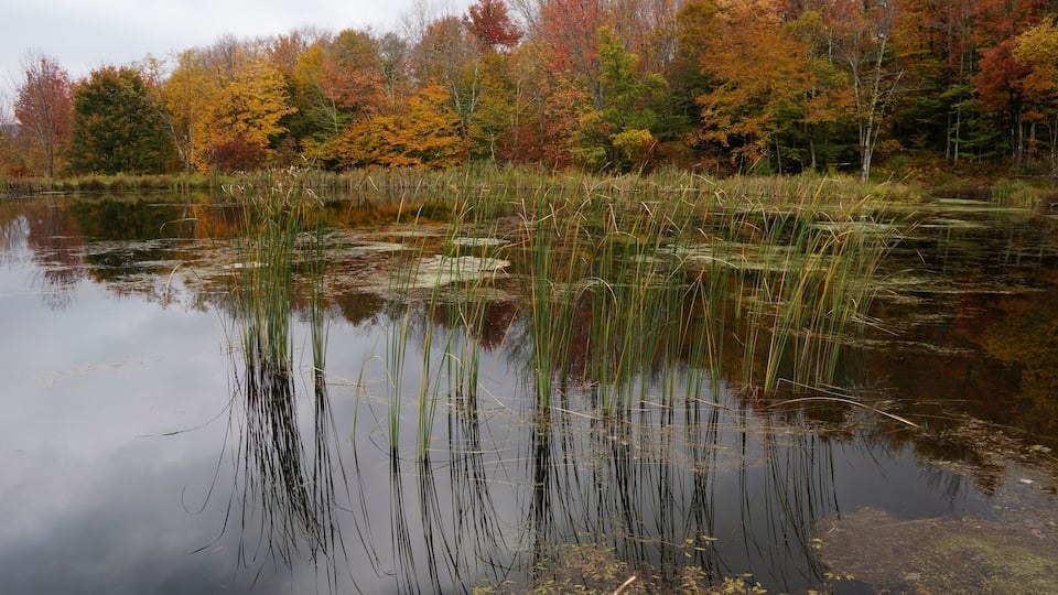 A calm lake surrounded by autumn-colored trees.