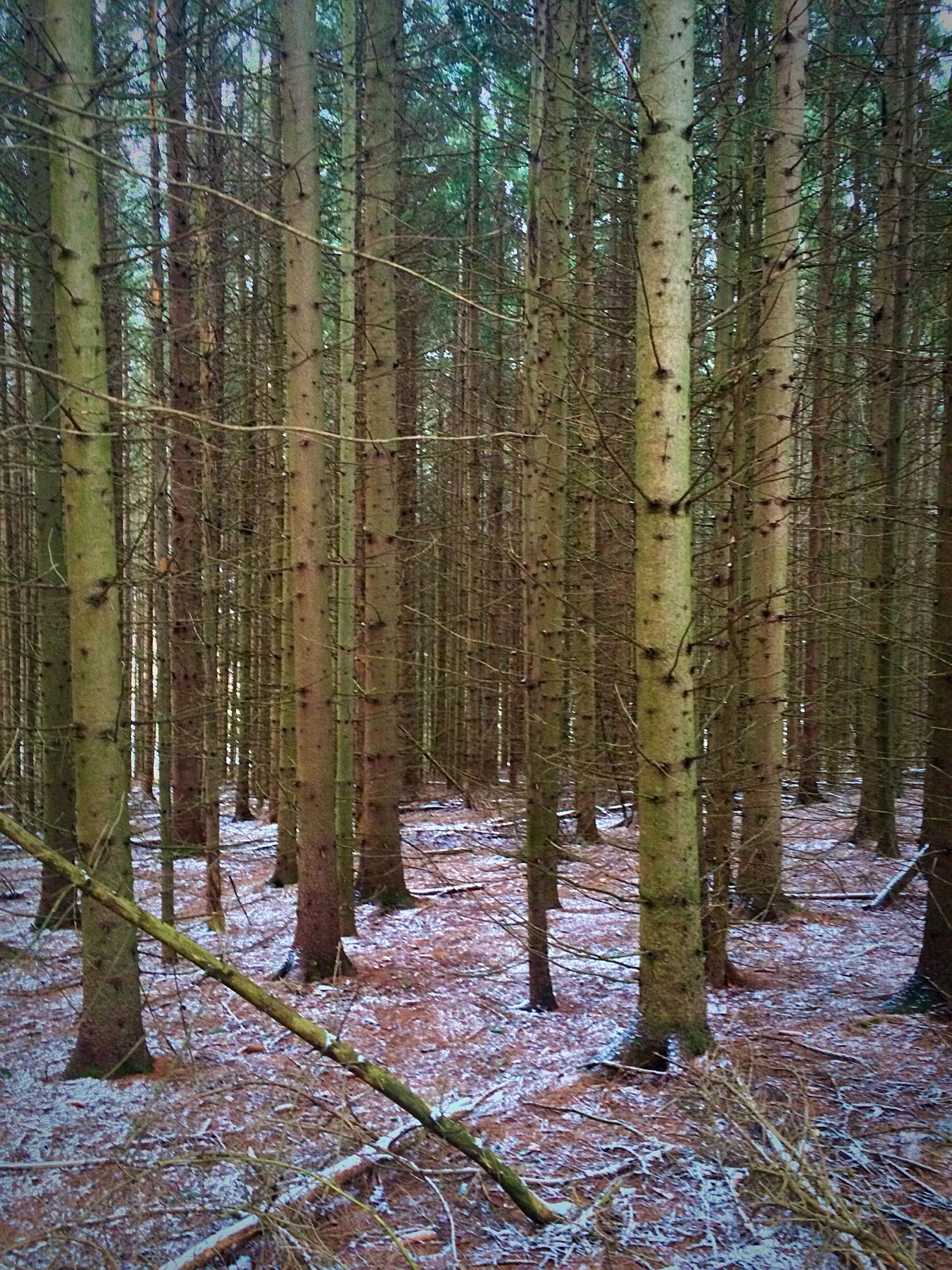 Fresh snowfall in autumn!! the Catskill mountains of newyork.
#hiking