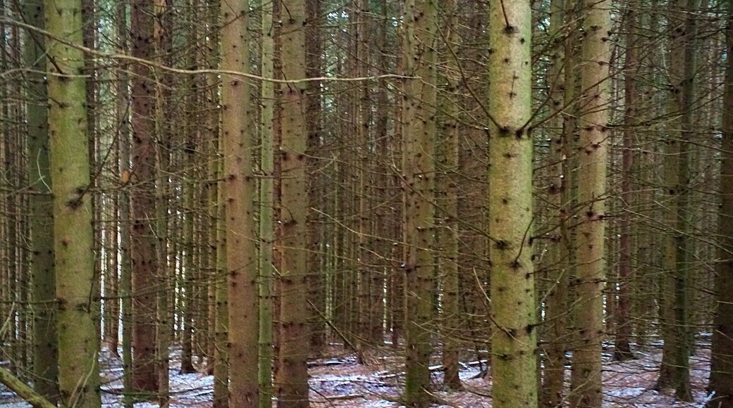 Fresh snowfall in autumn!! the Catskill mountains of newyork.
#hiking