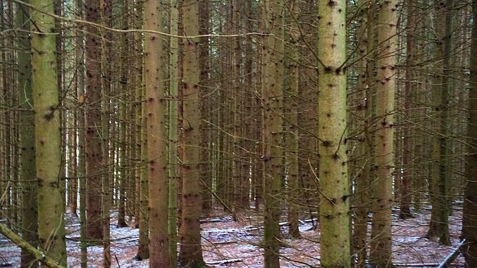 A dense forest with tall trees and a ground covered in snow.