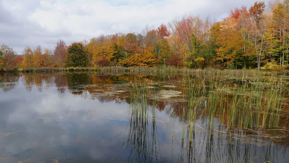 A calm lake surrounded by autumn-colored trees and reeds.