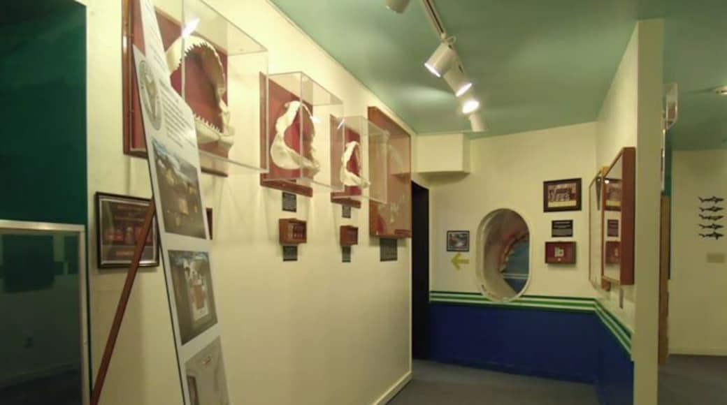 Visit the shark display halls and see how large sharks and their teeth really are.