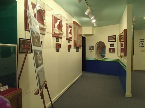 Visit the shark display halls and see how large sharks and their teeth really are.