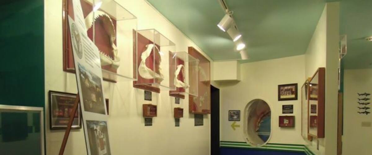 A hallway with framed exhibits and a blue stripe on the wall.