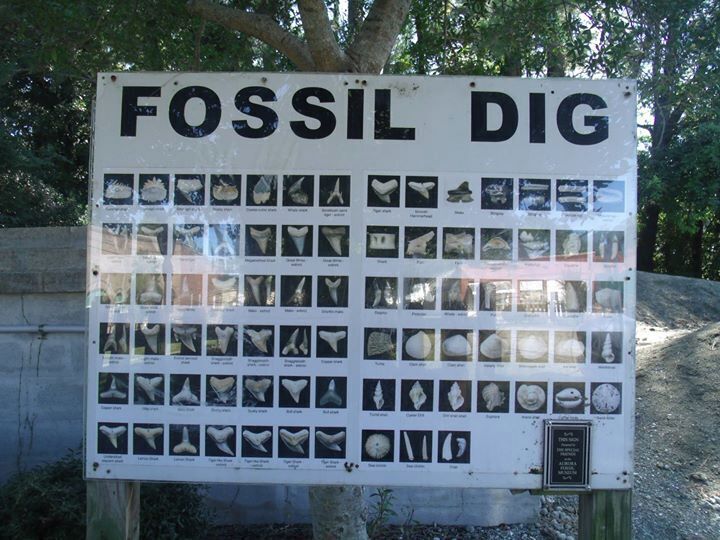 Free Digging we will go! Found coral, sharks teeth, dolphin tooth, shells, manatee bones, and much much more. Two piles to dig in, one in full sun and one in shade. Enjoy. Bring your shovel, trowel and baggies.