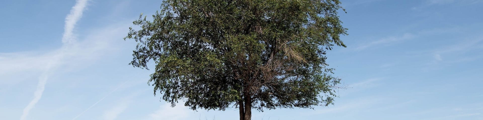A single tree in a golden wheat field under a clear blue sky.