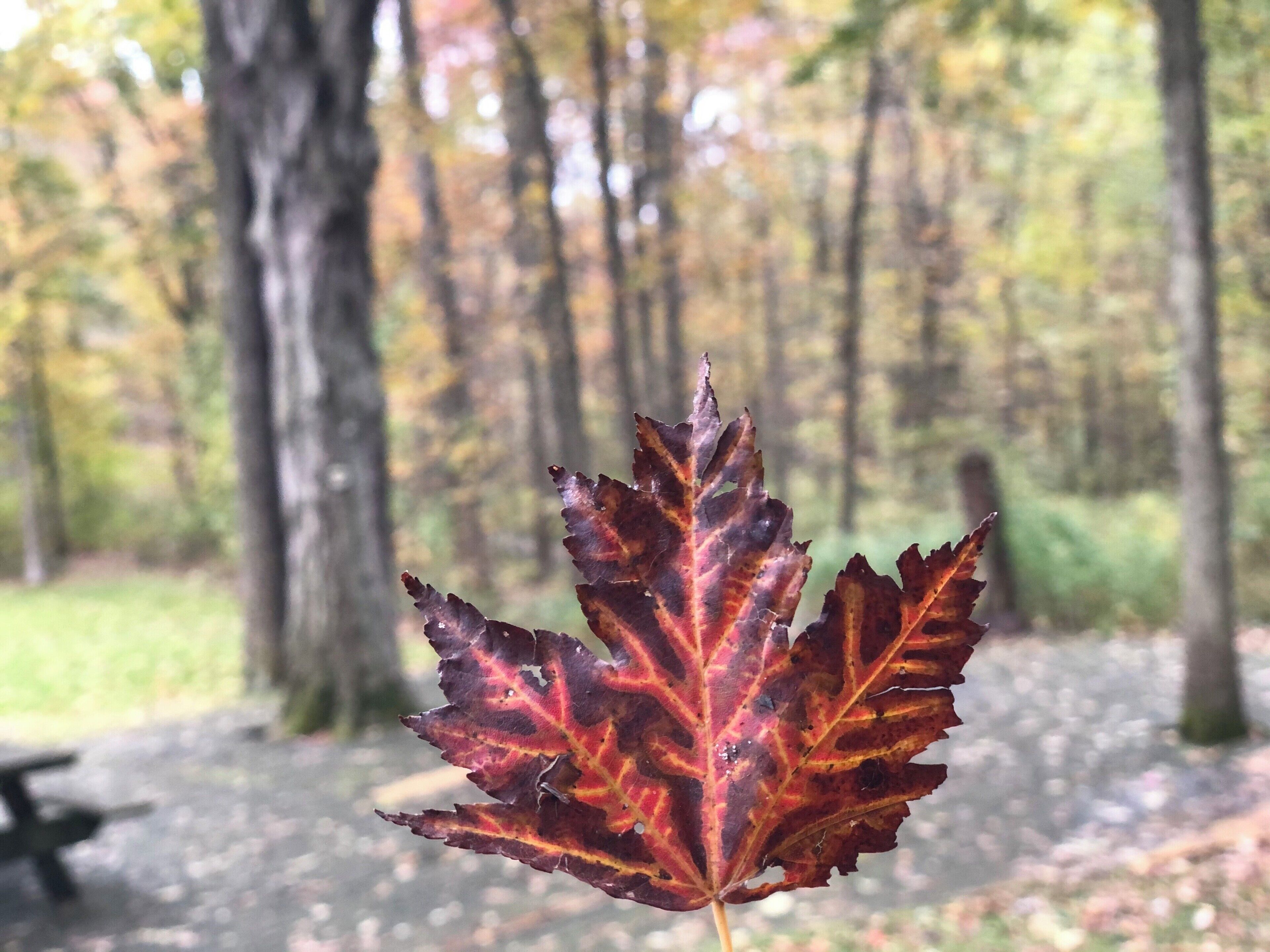 Fall in Ohio