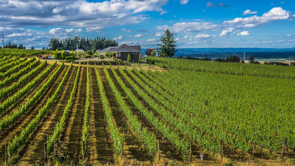A vineyard with rows of grapevines, a house, and a forest in the background.