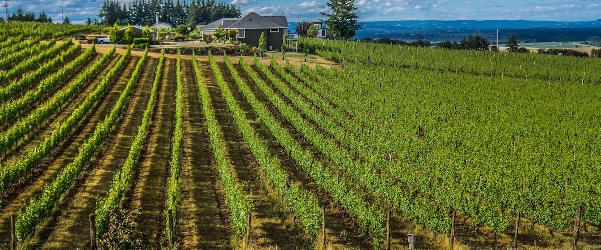 A vineyard with rows of grapevines, a house, and a forest in the background.