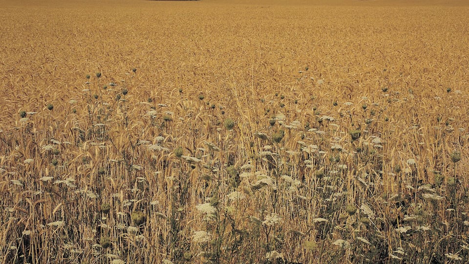 A vast wheat field with a cloudy sky.