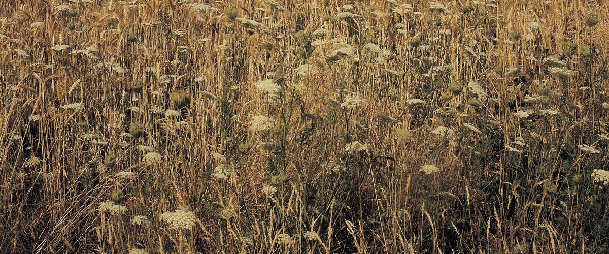 A vast wheat field with a cloudy sky.