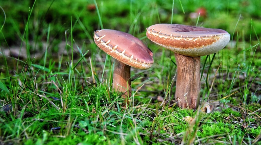 Loved these little toadstools.