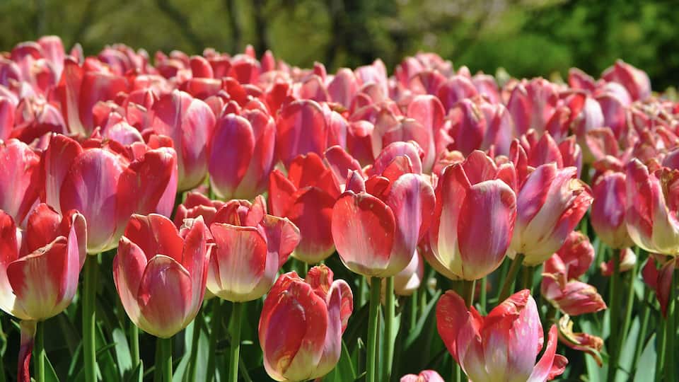 A field of pink and red tulips.