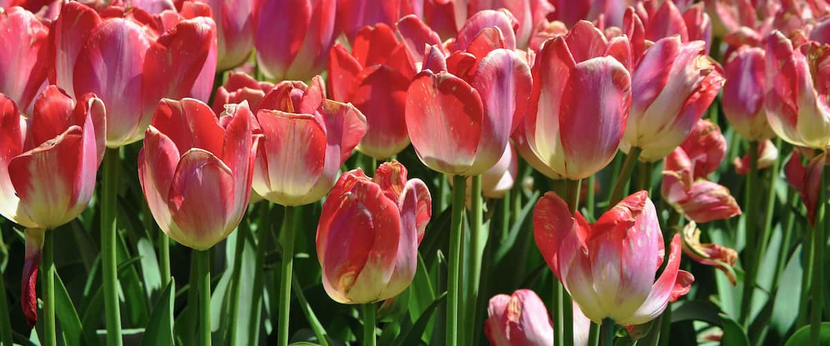 A field of pink and red tulips.