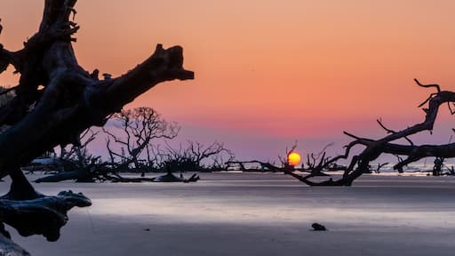 sunset with sun low over the horizon on a beach with dead trees and driftwood